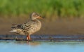 Adult female Northern Shoveler walks with full body display on shore in sunny morning