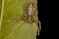 Adult Octopus Crab Spider