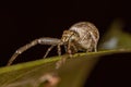 Adult Octopus Crab Spider