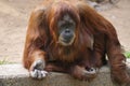 Adult Female Orangutan Royalty Free Stock Photo