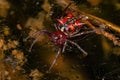 Adult Female Orbweaver