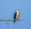 Female osprey looking to the left while perched on a branch