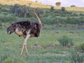 Adult female Ostrich, Struthio camelus, in the grass of Kalahari, South Africa Royalty Free Stock Photo