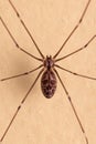 Adult Female Pale Daddy Longlegs Spider