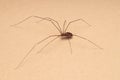 Adult Female Pale Daddy Longlegs Spider