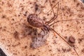 Adult Female Pale Daddy Longlegs Spider
