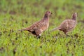 2 adult female pheasant on a rural grass meadow Royalty Free Stock Photo