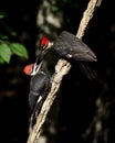 Adult female pileated woodpecker feeding fledgling