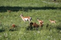 An adult female pronghorn (doe) and two fawns on the prairie of Custer State Park, South Dakota Royalty Free Stock Photo