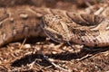 Adult Female Puff Adder On The Ground Between Branches, Twigs And Leaves