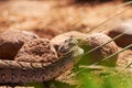 Adult female puff adder on the ground moving away