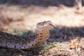 Adult Female Puff Adder On The Ground Between Branches, Twigs And Leaves