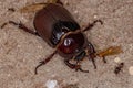 Adult Female Rhinoceros Beetle Royalty Free Stock Photo