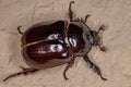 Adult Female Rhinoceros Beetle Royalty Free Stock Photo