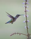 Adult female ruby red throated Humming bird drinking nectar from flower Royalty Free Stock Photo