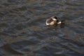 A ruddy Duck swims peacefully on the pond Royalty Free Stock Photo