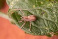 Adult Female Running Crab Spider