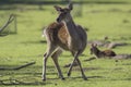 Adult female sika deer, Cervus nippon Royalty Free Stock Photo