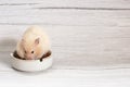 An adult female Syrian hamster eating some food from a white bowl on the table. Close up macro Royalty Free Stock Photo