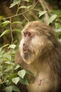 Adult female Tibetan Macaque side profile