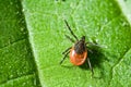 Adult female tick - Ixodes ricinus