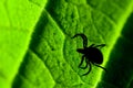 Adult female tick - Ixodes ricinus Royalty Free Stock Photo