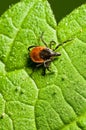 Adult female tick - Ixodes ricinus Royalty Free Stock Photo