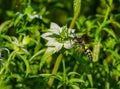 Adult female Trielis octomaculata hermione  - scoliid wasp - flying and hovering over Dotted horsemint or spotted bee balm  - Royalty Free Stock Photo