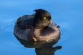 Adult female Tufted Duck Aythya fuligula on blue water