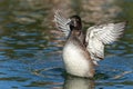 Adult female tufted duck shakes wings off the water