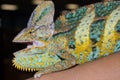 Adult Female Veiled Chameleon