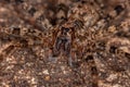 Adult Female Wandering Spider Royalty Free Stock Photo