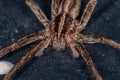 Adult Female Wandering Spider Royalty Free Stock Photo