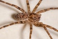 Adult Female Wandering Spider Royalty Free Stock Photo