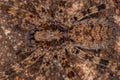 Adult Female Wandering Spider Royalty Free Stock Photo