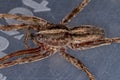 Adult Female Wandering Spider Royalty Free Stock Photo