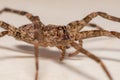 Adult Female Wandering Spider Royalty Free Stock Photo