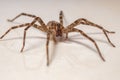 Adult Female Wandering Spider Royalty Free Stock Photo