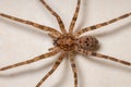 Adult Female Wandering Spider Royalty Free Stock Photo