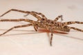Adult Female Wandering Spider Royalty Free Stock Photo