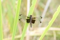 An Adult Female Widow Skimmer Libellula luctuosa Dragonfly Perched on Green Vegetation Near a Marsh