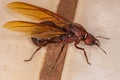 Adult Female Winged Atta Leaf-cutter Queen Ant