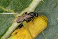 Adult Female Winged Carpenter Ant