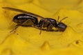 Adult Female Winged Carpenter Queen Ant