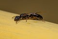 Adult Female Winged Carpenter Queen Ant
