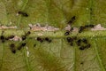 Adult Female Winged Cocktail Ants with small Mealybugs insects Royalty Free Stock Photo