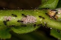 Adult Female Winged Cocktail Ants with small Mealybugs insects Royalty Free Stock Photo