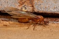 Adult Female Winged Thief Queen Ant
