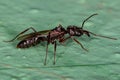 Adult Female Winged Trap-jaw Queen Ant
