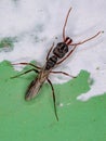 Adult Female Winged Trap-jaw Queen Ant